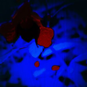 Oh No I Dropped My Jelly