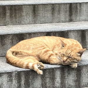 愿每只小猫都能遇见心软的神