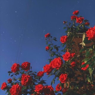 -Melody_玫瑰生长于灵魂之上