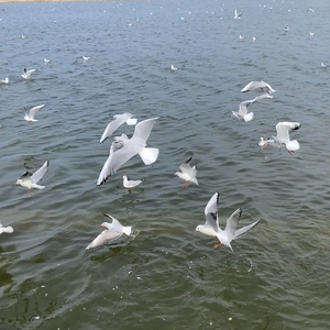 《逐风的翅膀》.wav