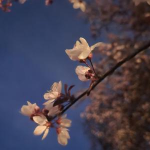 Ride (feat. Starfall)