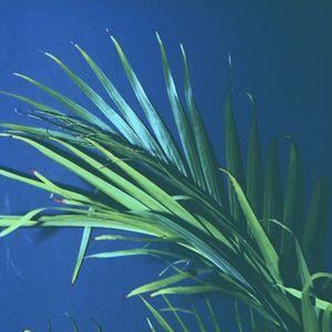 一棵会开花的树