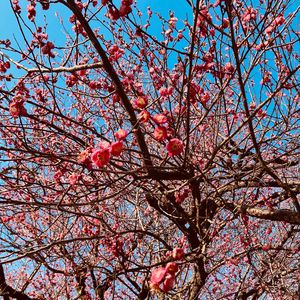 春が来るまで