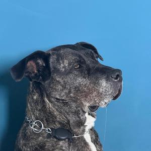 PERROS (feat. Luchito & Ku$tom)