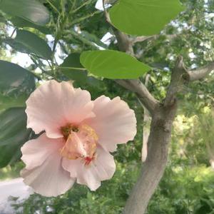 我在回家的路上等你