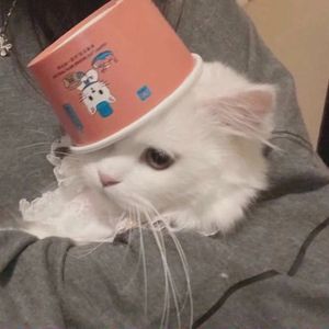 滥俗的歌