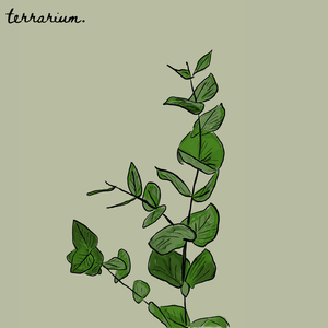 eucalyptus