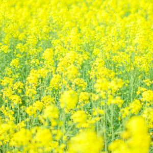 燕群编织的纬线