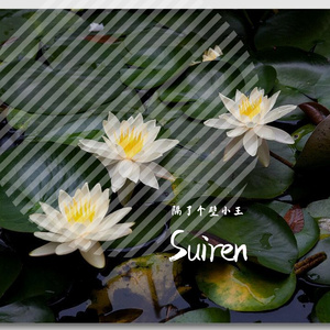 Suiren