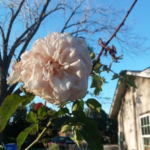 angel in a collar(prod by nedarb)