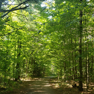 guitarra de buenos aires