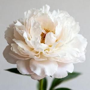 怪我太贪心 (心碎男版) (Remix)