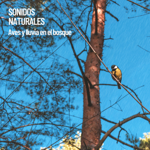 Sonidos relajantes del bosque