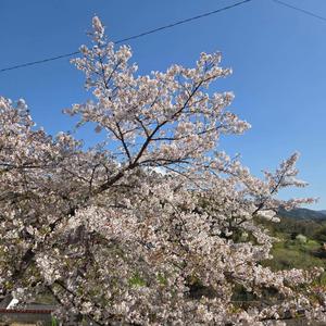 春の訪れ(World Peace Song)