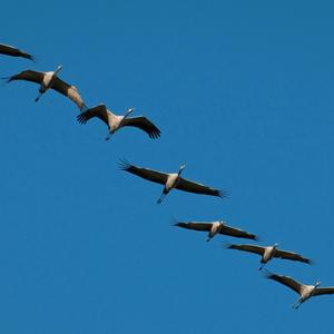 Поклик Землі