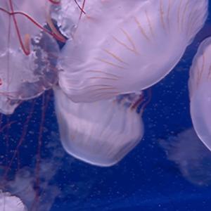 aquarium (feat. 名前シレズ)