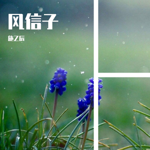 施乙辰-风信子