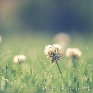 Fascinating Gentle Dawn