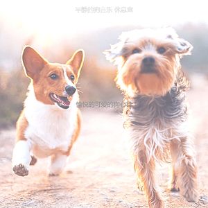安静的小狗声音