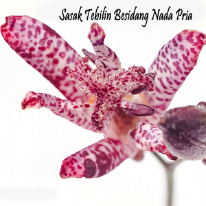 Sasak Tebilin Besidang Nada Pria