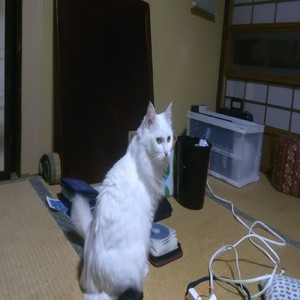 タイセツナコノオモイ