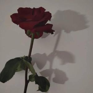 漫长的告白（片段）（《暗恋橘生淮南》电视剧片头曲）（翻自 双笙）