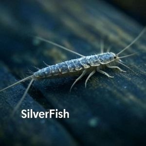 SilverFish