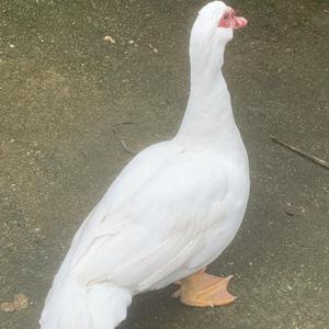 约瑟翰庞麦郎-西班牙的牛（Achoo bootleg feat.马硕 谢岸城）