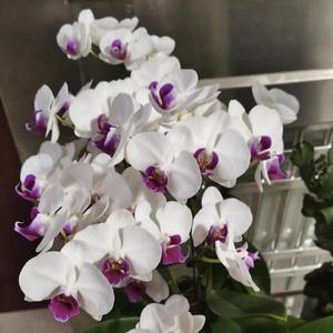 倔强种子的破晓之旅