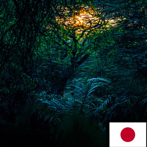 夜の熱帯雨林の音