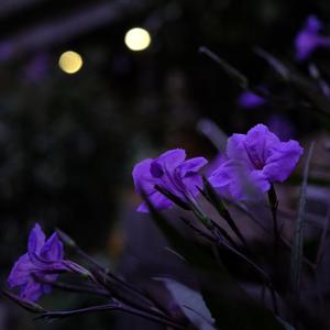 Sinkin' Soon（翻自 Norah Jones）