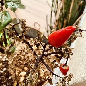 Servants in the Slave