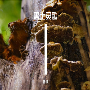 黑土灵歌-雪落未满