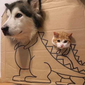 泪桥