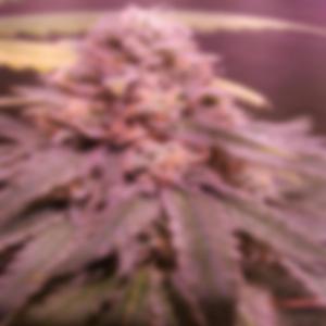 AMOR & WEED REMIX (feat. Siemprefuimvp & Masi)