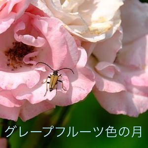 グレープフルーツ色の月（Remix）