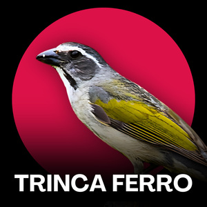 Trinca Ferro Canto Firme para Torneios Oficiais