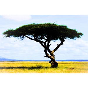 Akacje (feat. Major)