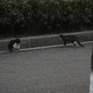 The Contingency (肃正协议)