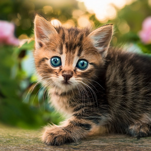 Música Para Colas Relajadas