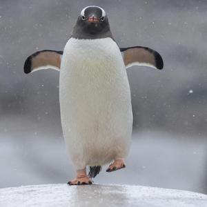 爸爸的话（儿子篇）