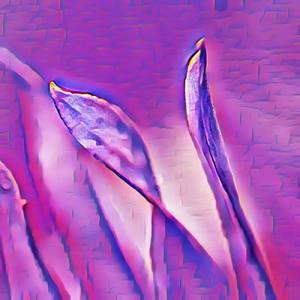 Yellow Orange Petals