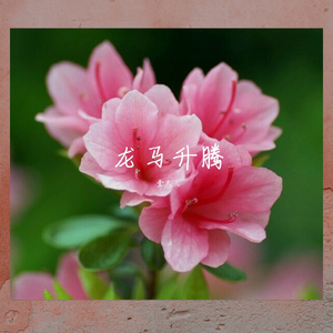 龙马升腾