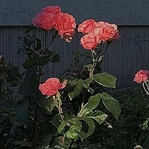 【FREE】"Emo" Drake type beat with hook