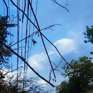 黑凤梨 · 抒情版Remix（翻自 闹闹丶）