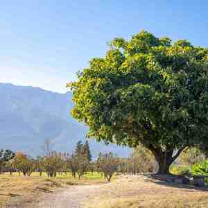 月坠花折 (圆号｜暖心曲)