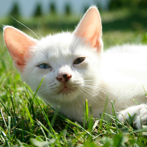Funny Cat