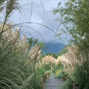 青空（古筝版）