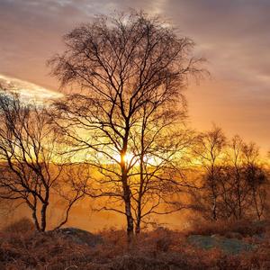 是我不小心揉碎了月的光