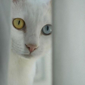 Say Ya Grace (sped up)